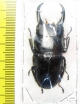 Dorcus miwai  Taiwan  51mm - INSECTS-STORE.RU