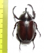 Xylotrupes gideon sondaicus  Indonesia, Alor isl. - INSECTS-STORE.RU