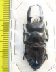 Dorcus platymelus China, Sichuan prov.  62mm - INSECTS-STORE.RU