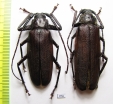 Macrotoma sp., pair  South Africa Rep. 47/54 mm - INSECTS-STORE.RU