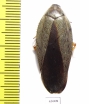 Blattodea sp.  Vietnam - INSECTS-STORE.RU