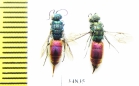 Chrysididae sp.  Russia, Tver reg. - INSECTS-STORE.RU