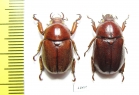 Didrepanephorus lao, pair  Laos - INSECTS-STORE.RU