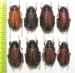 Melolonthinae sp.  Malaysia - INSECTS-STORE.RU