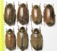 Melolonthinae sp.  Malaysia - INSECTS-STORE.RU