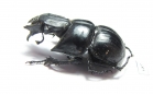 Lethrus acutangulus, male  Iran, Golestan prov. - INSECTS-STORE.RU