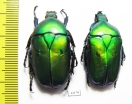 Rhomborrhina mellyi diffusa, pair  Laos - INSECTS-STORE.RU