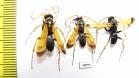 Hymenoptera sp.  Russia, Tver reg. - INSECTS-STORE.RU