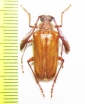 Pogonarthron minutum, male  Iran, Lorestan prov. - INSECTS-STORE.RU