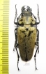 Trictenotomidae, Trictenotoma childreni  Laos - INSECTS-STORE.RU