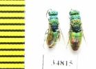 Chrysididae sp.  Russia, Tver reg. - INSECTS-STORE.RU