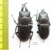 Dorcus sp.  Indonesia, Buru isl. - INSECTS-STORE.RU