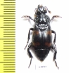 Nicrophorus distinctus  Indonesia, Sulawesi - INSECTS-STORE.RU