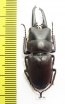 Prosopocoilus ? katsurai  Laos  42mm - INSECTS-STORE.RU