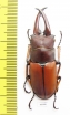 Prosopocoilus astacoides elaphus  Malaysia 52mm - INSECTS-STORE.RU