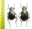 Calosoma oceanicum, pair  Indonesia, Wetar isl. - INSECTS-STORE.RU