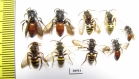 Hymenoptera sp.  Russia, Tver reg. - INSECTS-STORE.RU