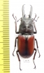 Prosopocoilus myrmecoleon  Indonesia, Sulawesi  48mm - INSECTS-STORE.RU