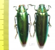 Chrysochroa kaupi, pair  Indonesia, Seram isl. - INSECTS-STORE.RU