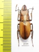 Cyclommatus scutellaris  Taiwan  24mm - INSECTS-STORE.RU
