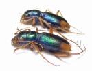 Megacephala euphratica, pair  Tajikistan - INSECTS-STORE.RU