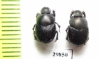 Onthophagus afghanus  Tajikistan - INSECTS-STORE.RU