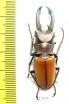 Cyclommatus montanellus  Malaysia, Borneo  46mm - INSECTS-STORE.RU