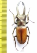 Cyclommatus montanellus  Malaysia, Borneo  50mm - INSECTS-STORE.RU