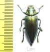Chrysodema laevipennis  Indonesia, Seram isl. - INSECTS-STORE.RU