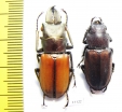 Cyclommatus montanellus, pair  Malaysia, Borneo  33mm - INSECTS-STORE.RU