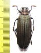 Demochroa lacordairei  Indonesia, Buru isl. - INSECTS-STORE.RU