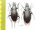 Carabus (Morphocarabus) venustus, pair  Russia, Far East - INSECTS-STORE.RU