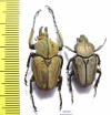 Mycteristes squamosa, pair  Indonesia, Sumatra - INSECTS-STORE.RU