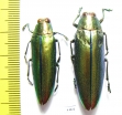 Chrysochroa aurora, pair  Indonesia, Sulawesi isl. - INSECTS-STORE.RU
