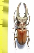 Cyclommatus canaliculatus freygessneri  Indonesia, Java  44mm - INSECTS-STORE.RU