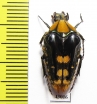Coilodera penicillata  Laos - INSECTS-STORE.RU