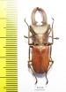 Cyclommatus canaliculatus consanguineus  Malaysia, Borneo  34mm - INSECTS-STORE.RU