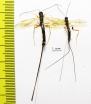 Ichneumonoidea sp.  Russia, Tver reg. - INSECTS-STORE.RU