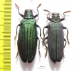 Demochroa detanii, pair  Indonesia, Peleng isl. - INSECTS-STORE.RU
