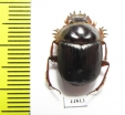 Scarabaeus sp.  South Africa Rep. - INSECTS-STORE.RU