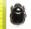 Scarabaeus sp.  South Africa Rep. - INSECTS-STORE.RU