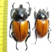 Neolucanus nitidus robustus, pair  Vietnam 48mm - INSECTS-STORE.RU