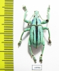 Eupholus cuvieri  Indonesia, Papua - INSECTS-STORE.RU