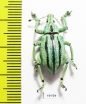 Eupholus cuvieri  Indonesia, Papua - INSECTS-STORE.RU
