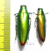Chrysochroa fulminans, pair  Indonesia, Sumatra - INSECTS-STORE.RU