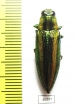 Iridotaenia tonkinea  Thailand - INSECTS-STORE.RU