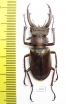 Lucanus kraatzi giangae  Vietnam 47mm - INSECTS-STORE.RU