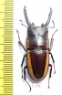 Prosopocoilus bison cinctus  Indonesia, Papua  48mm - INSECTS-STORE.RU