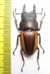 Prosopocoilus lateralis lorquini  Indonesia, Sulawesi 42mm - INSECTS-STORE.RU
