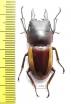 Prosopocoilus lateralis lorquini  Indonesia, Sulawesi 41mm - INSECTS-STORE.RU